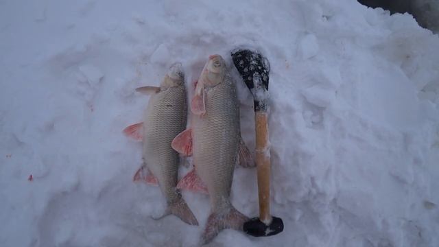 РЫБНОЕ ЭЛЬДОРАДО!!! ЛОВИМ РЫБУ С ДЯДЕЙ-НЯНЕЙ!!! КРУПНЫЕ ЯЗИ,ЛЕЩИ НА ПОСТАВКИ!!! Рыбалка на Оби 2021 смотреть онлайн