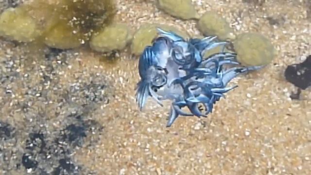 Dancing Glaucus Atlanticus (Blue Dragon) Nudibranch - AUSTRALIA P1080004.MP4 смотреть онлайн