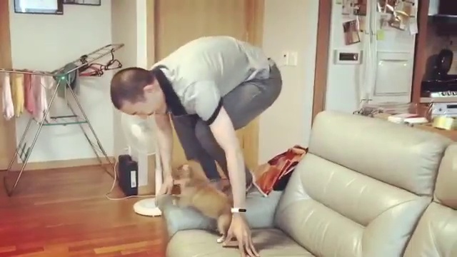 Как научить щенка прыгать с кровати смотреть онлайн