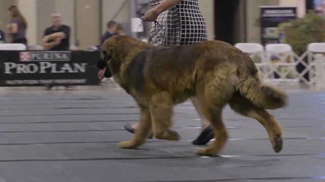 Coração gigante: Tudo o que você precisa saber sobre o Leonberger смотреть онлайн