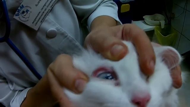 Лечение кота смотреть онлайн