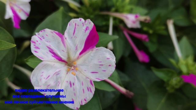 Страничка Надежды Готовит из вторяков. Голодные 90-е в Англии! На огород не стоит