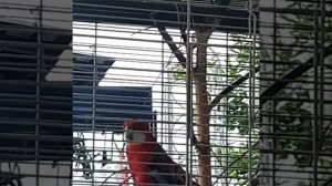 Розелла поёт