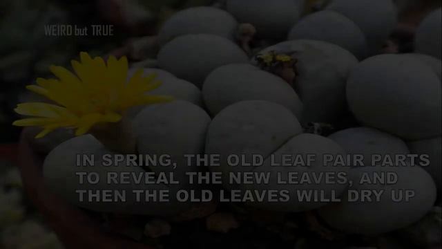 15 Interesting Facts About Lithops | Fun Facts | Weird but True смотреть онлайн