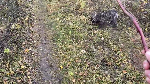 Французские бульдоги Бумер и Дизель. Хлебом не корми, дай в «веточку» поиграть смотреть онлайн