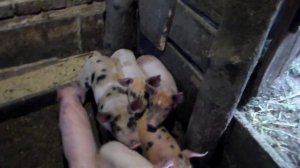 Витамины поросятам для роста "Олиговит".