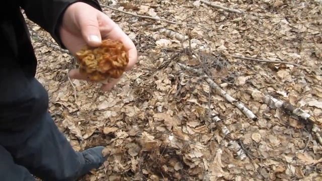 СБОР ГРИБОВ (Сторчки) в Подмосковье смотреть онлайн