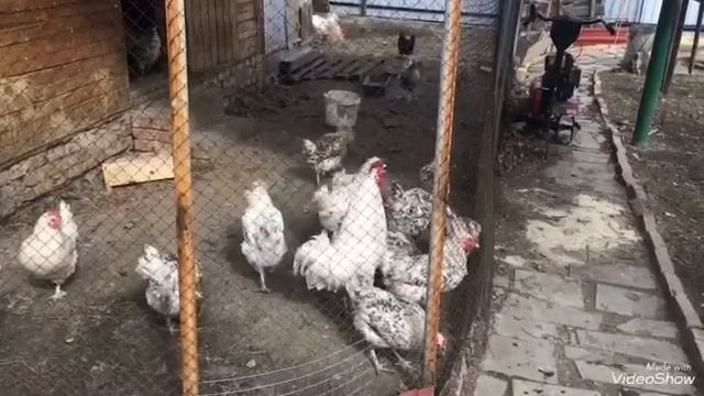 Первая подкормка перцев и томатов при высадке в теплицу. Шикарное кушанье для рассады овощей. смотреть онлайн