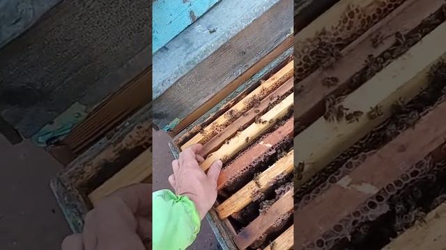 Зимний осмотр пчелосемьи. Почему это важно. смотреть онлайн