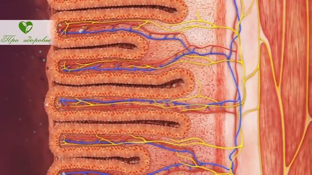 Чудо-овощ: гемоглобин взлетает, холестерин сжигает!