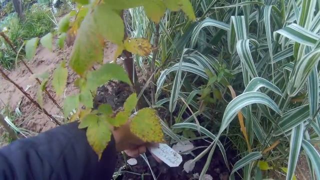 малина и ежевика в моём саду дача под Архангельском смотреть онлайн