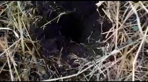 Охота на кабана. Подкормка - делаем лунки с зерном.