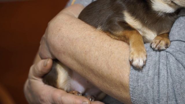 Чихуахуа. Секреты содержания и воспитания собак смотреть онлайн