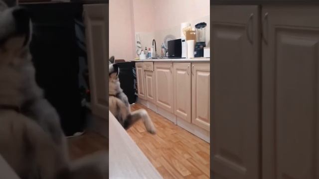 Мы лаем-Вакай ест! #akita #dogs #akitainu #brindle #funny #funnyvideo #animal #юмор #ржунемогу #ржу смотреть онлайн