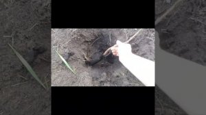 Посадка красной и чёрной смородины