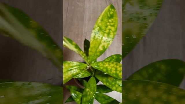 Драцена Surculosa Mike смотреть онлайн