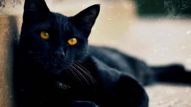 5 денежных примет и поверий о кошках. Как домашние любимцы делают нас счастливее. смотреть онлайн