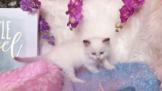 Rare Chocolate Bicolor Ragdoll смотреть онлайн