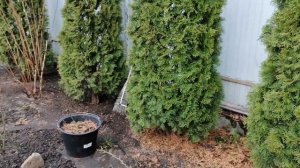 туя западная СМАРАГД ?плюсы и минусы