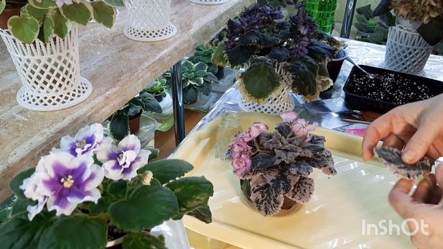 У фиалки пропадает точка роста:( Какие основные причины? Что делать чтобы спасти сорт? смотреть онлайн