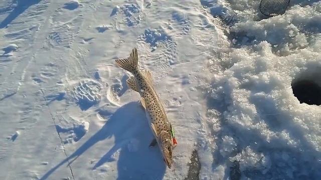 РЫБАЛКА НА АМУРЕ 17.12.22 смотреть онлайн