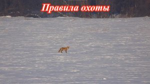Охота на лисицу. Правила охоты.