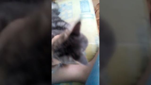 Моя кошка просит кота !!!! Сильно мучается !!!! смотреть онлайн