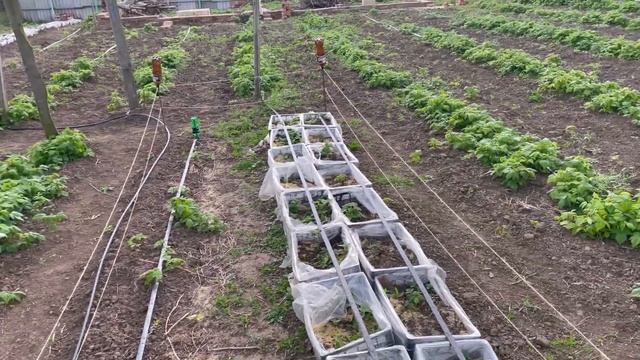 ОБЗОР МАЛИНЫ ПОЛЬКА ВЕСНОЙ || ЛУЧШИХ СОРТОВ РЕМОНТАНТНОЙ МАЛИНЫ #малина #выращивание #посадка смотреть онлайн