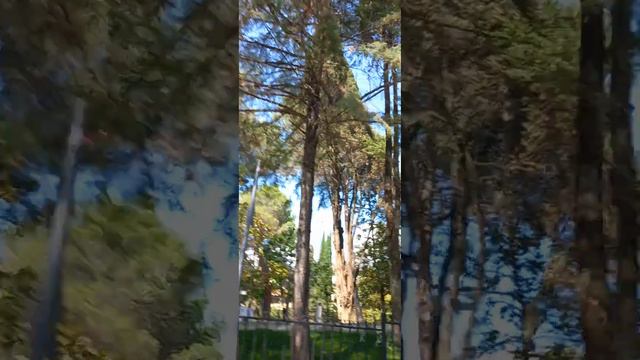 г.СОЧИ " ЗОЛОТОЙ КОЛОС " , ВЕЛИКОЛЕПНЫЙ ПАРК , ВЫСОКИЕ ДЕРЕВЬЯ , СОЛНЦЕ , НЕБО ! 29.08.23г смотреть онлайн