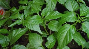 ВЫСАДКА РАССАДЫ ПЕРЦА В ТЕПЛИЦУ. Проверенный годами способ.