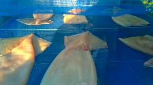 Как коптить кальмаров? Холодное копчение кальмаров.