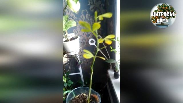 Экзотика из косточки на северном окне. Видео от подписчика Влада смотреть онлайн