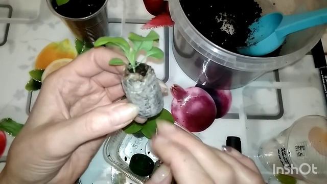 Немного о петунии и торфяных таблетках. смотреть онлайн