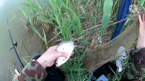 Рыбалка на новом пруду. Неожиданный улов. Заросший пруд полон рыбы.