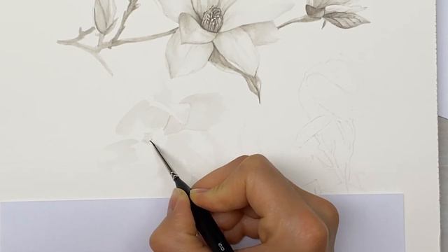 Magnolien malen - Aquarell Zeitraffer смотреть онлайн