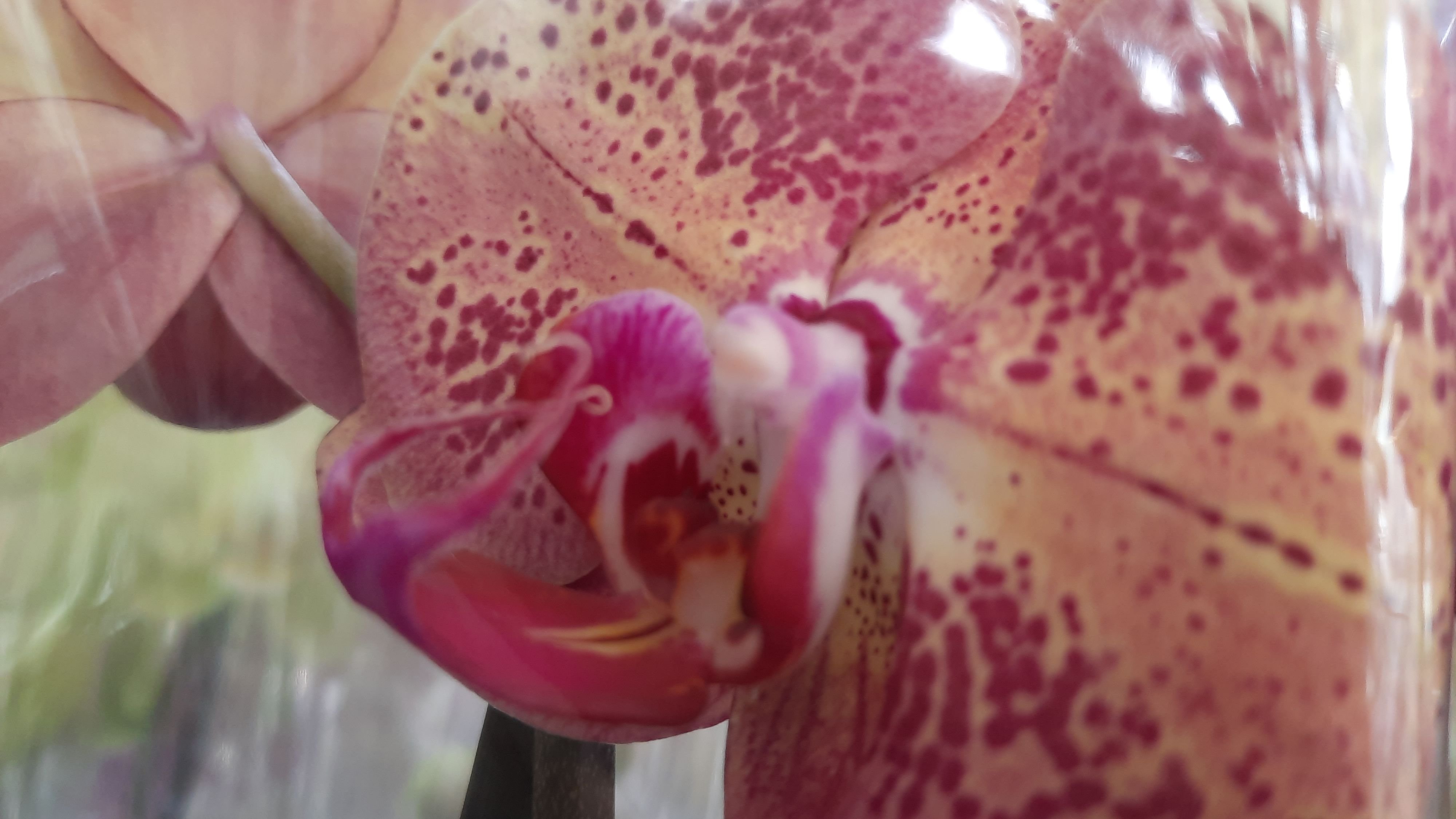 НОВЫЙ ЗАВОЗ ОРХИДЕЙ НА ОПТ.РЫНОК//15.01.24// смотреть онлайн