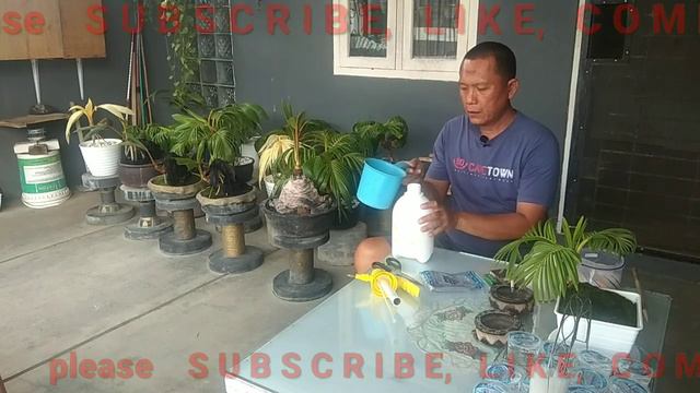 BONGKAR RAHASIA GARAM UNTUK KESUBURAN BONSAI KELAPA | Bang Gete19 смотреть онлайн