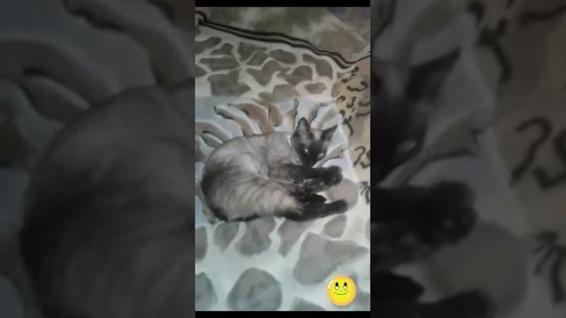 Смотреть перед,, сном ?