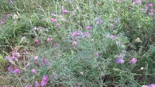 Камышин. Июнь. Цветет астрагал