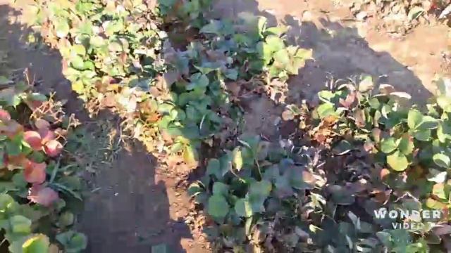 Укрываем ежевику смотреть онлайн