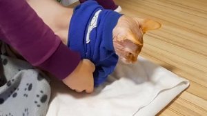 Одежда для сфинксов. Как снять мерки и выбрать одежку для кота.