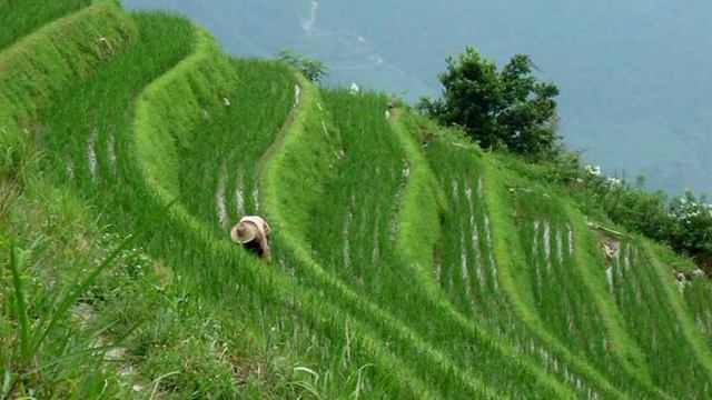 рис - рисовые поля - how to grow rice in China смотреть онлайн