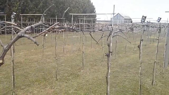 PITVIGNE TAILLE PREMIERE FRONTENAC BLANC смотреть онлайн