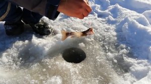 Икра, это лучшая наживка на Сахалине / Fish eggs are the best bait ever!