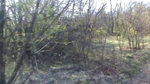 Нагонка русских гончих