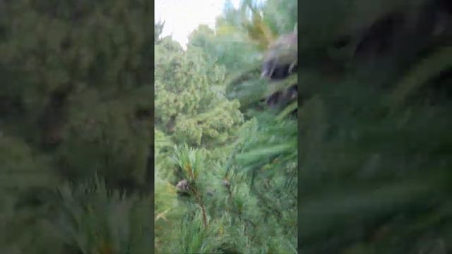 Шишка кедровая смотреть онлайн