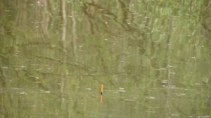 КРУПНЫЙ весенний КАРАСЬ на ПОПЛАВОК