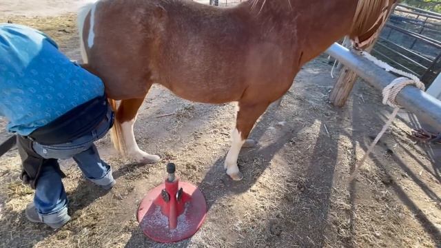 NEGLECTED PONY has the HAPPIEST REACTION TO GETTING HIS HOOVES TRIMMED |The Dodo Heroes смотреть онлайн