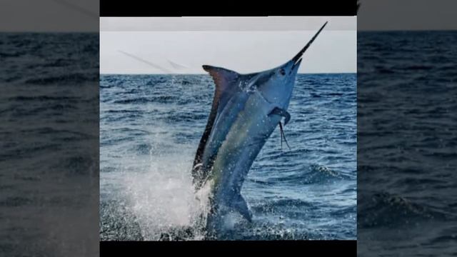 Рыба меч / Swordfish / смотреть онлайн