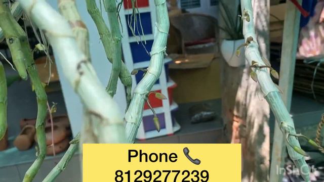 Dendrobium anosmum alba Dendrobium parishii orchid care thadathil vlog❤️❤️❤️🌹🌹🌹 смотреть онлайн